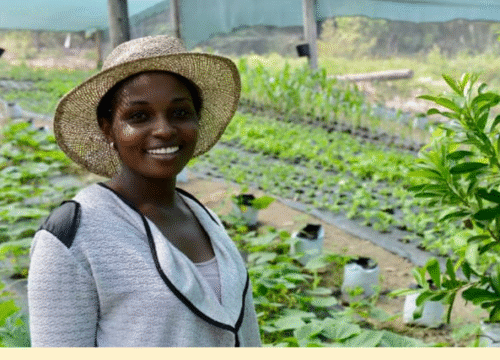 Rooted in the Soil: Traditional Farming in St Maarten