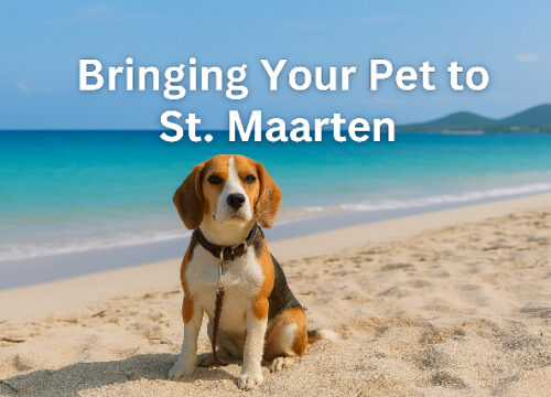 Bringing Pets to St Maarten: Everything You Need to Know