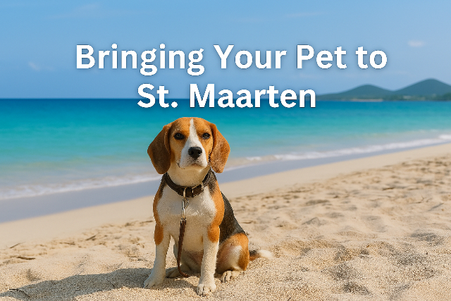 bringing pets to St Maarten
